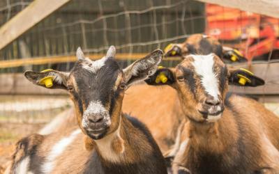Sortie conviviale à la chèvrerie !